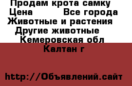 Продам крота самку › Цена ­ 200 - Все города Животные и растения » Другие животные   . Кемеровская обл.,Калтан г.